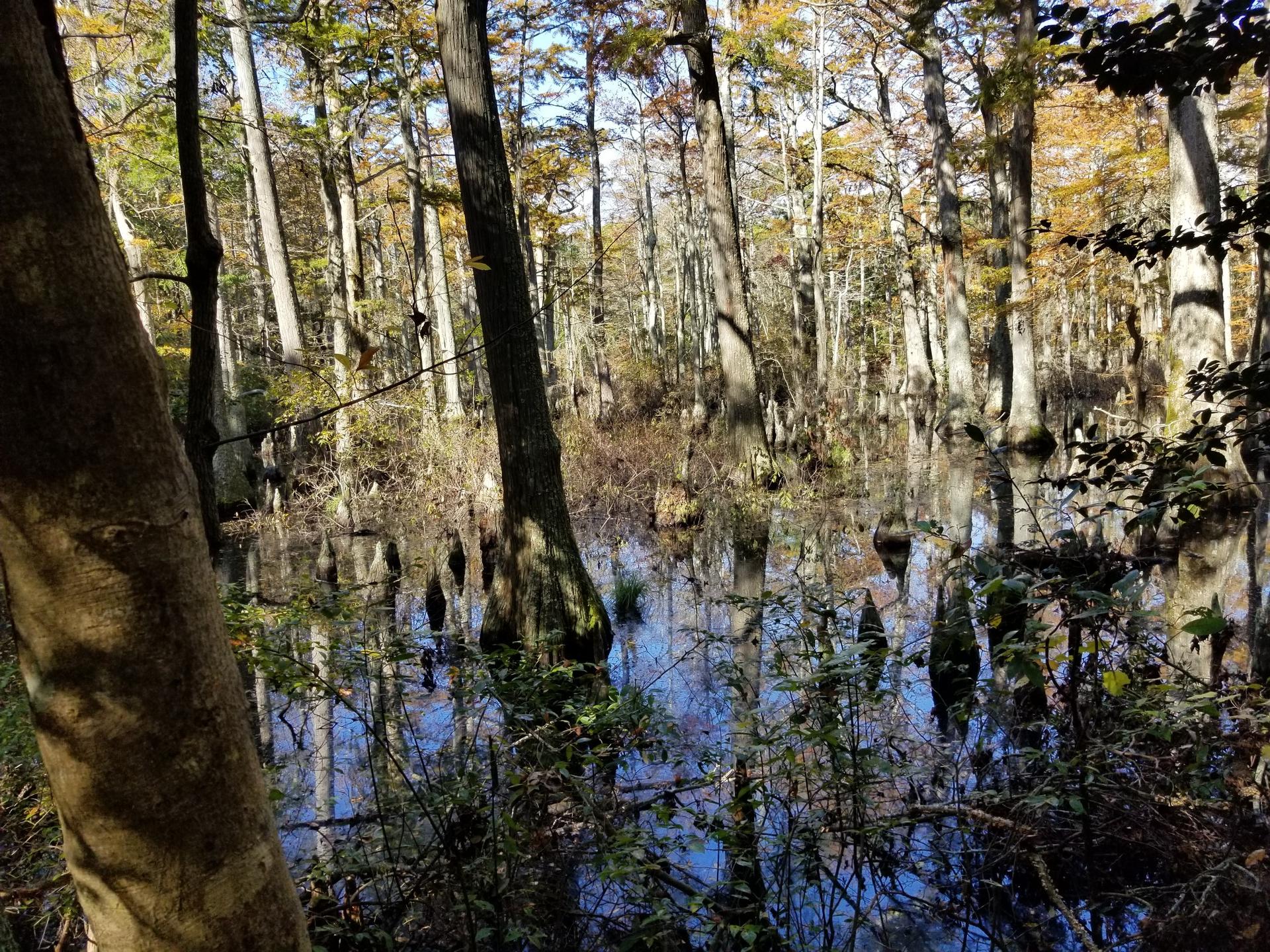 Sunlight illuminates a swampy forest with trees reflected in still water.