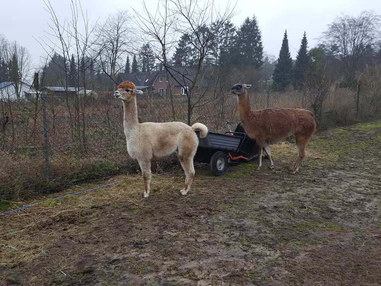 Alpaka-Kisses - Buchholz in der Nordheide, Harburg | Wandertipps