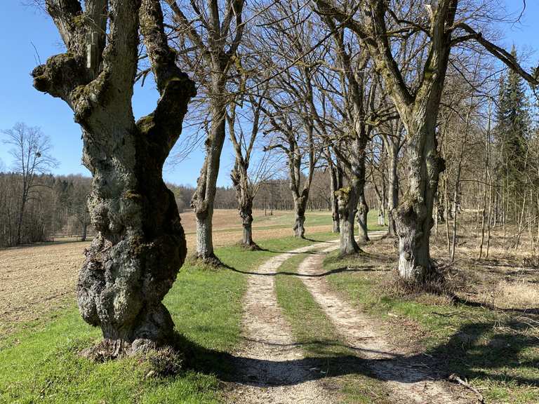 Lindenallee zum Schloss Oberaufseß Wanderungen und Rundwege komoot