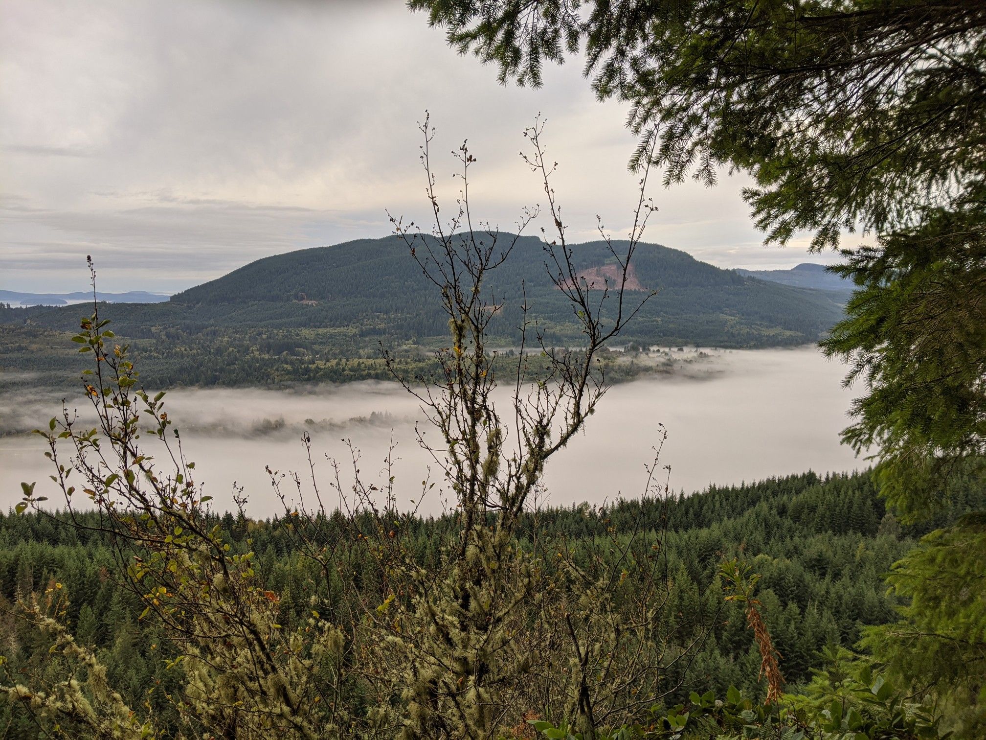 Overcast view of a foggy valley surrounded by forested mountains, framed by trees. - Alger Alps
