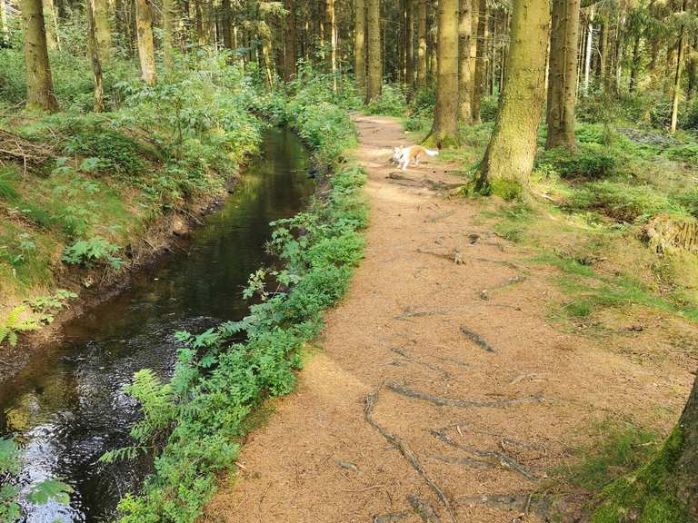 Schwarzenbacher Teich Routes for Walking and Hiking Komoot