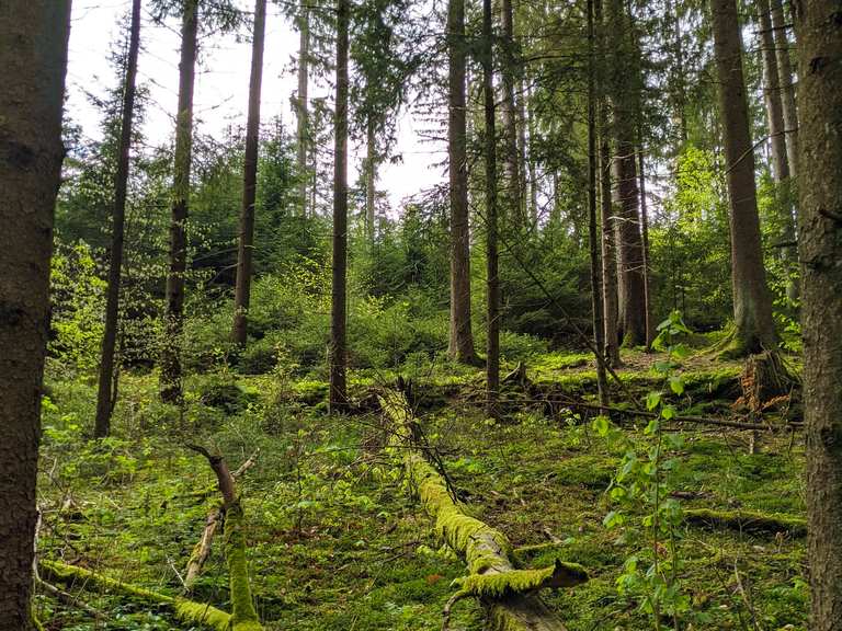 Rehbachtal Wanderungen und Rundwege komoot