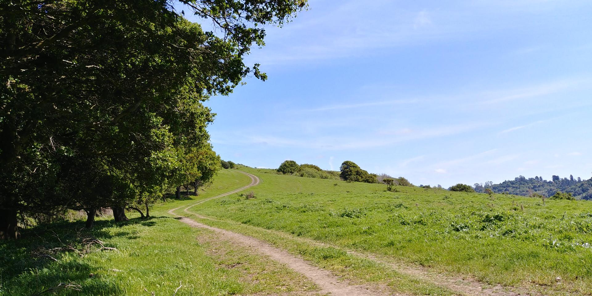 Dirt track through a vibrant green field beside a large tree.