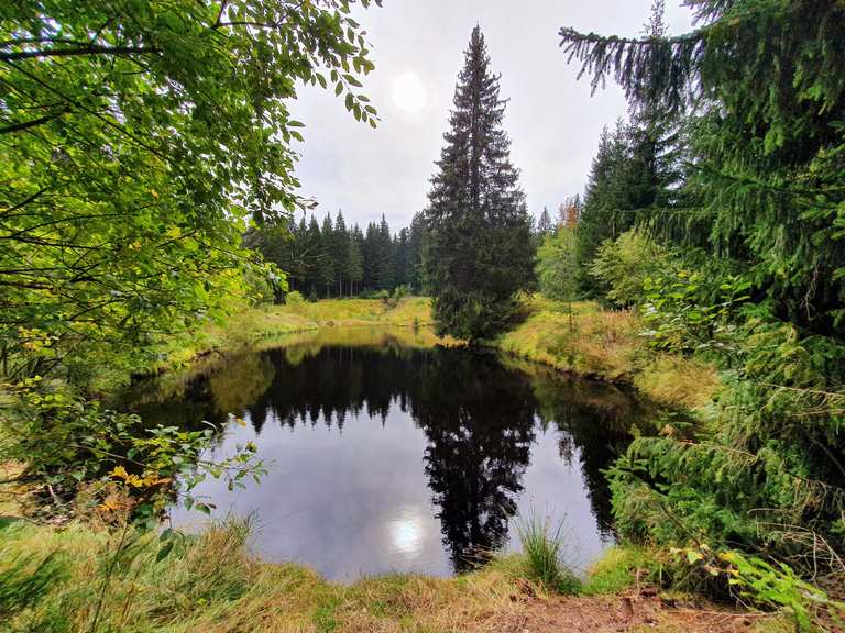 Teich im Wald Wanderungen und Rundwege komoot