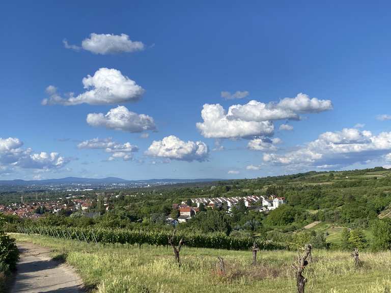 Blick auf Heidesheim – Wander- & Radrouten | Komoot