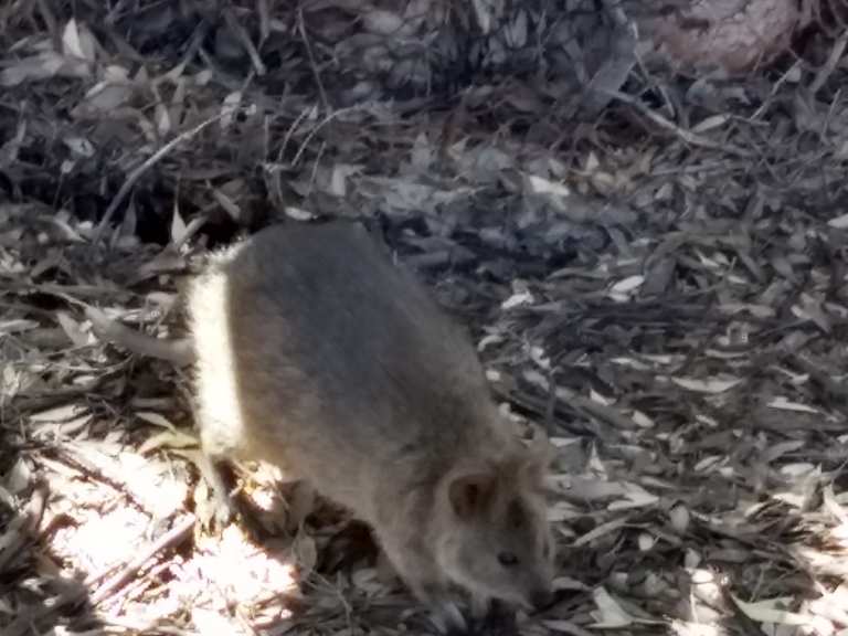 Quokka Western Australia Australia Cycling Tips Amp Photos