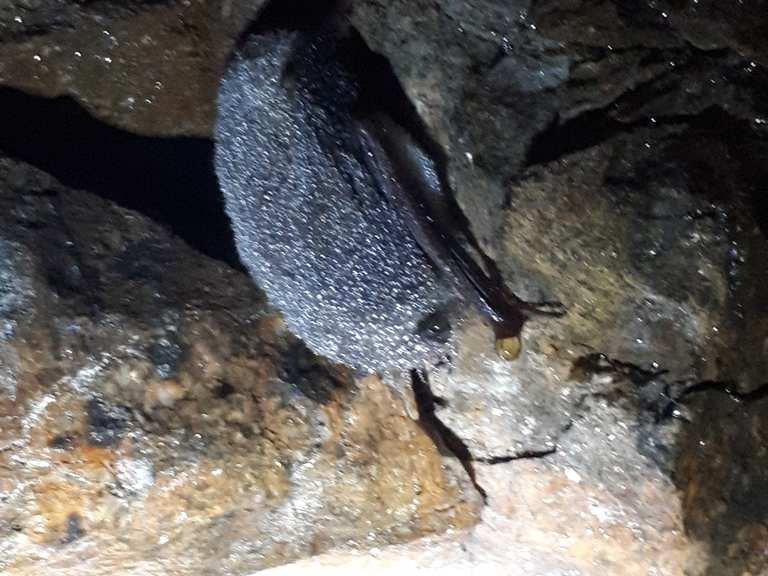 Fuchshöhle Wanderungen und Rundwege komoot