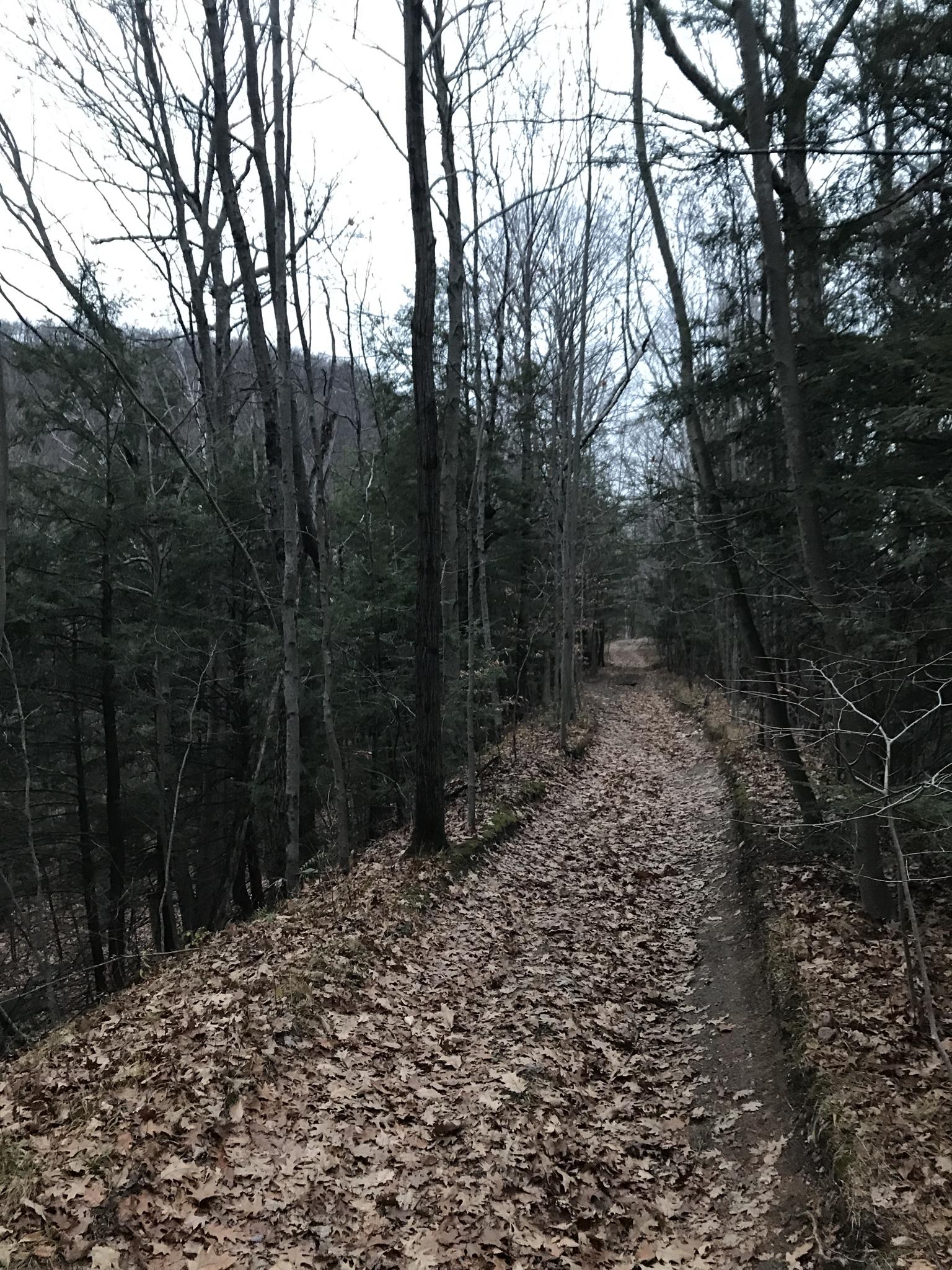 A leaf-covered dirt path winds through a dense, bare winter forest.