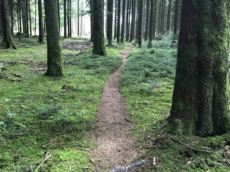 Seiebergwald Trail Meikirch Aarberg Mtb Trail Komoot