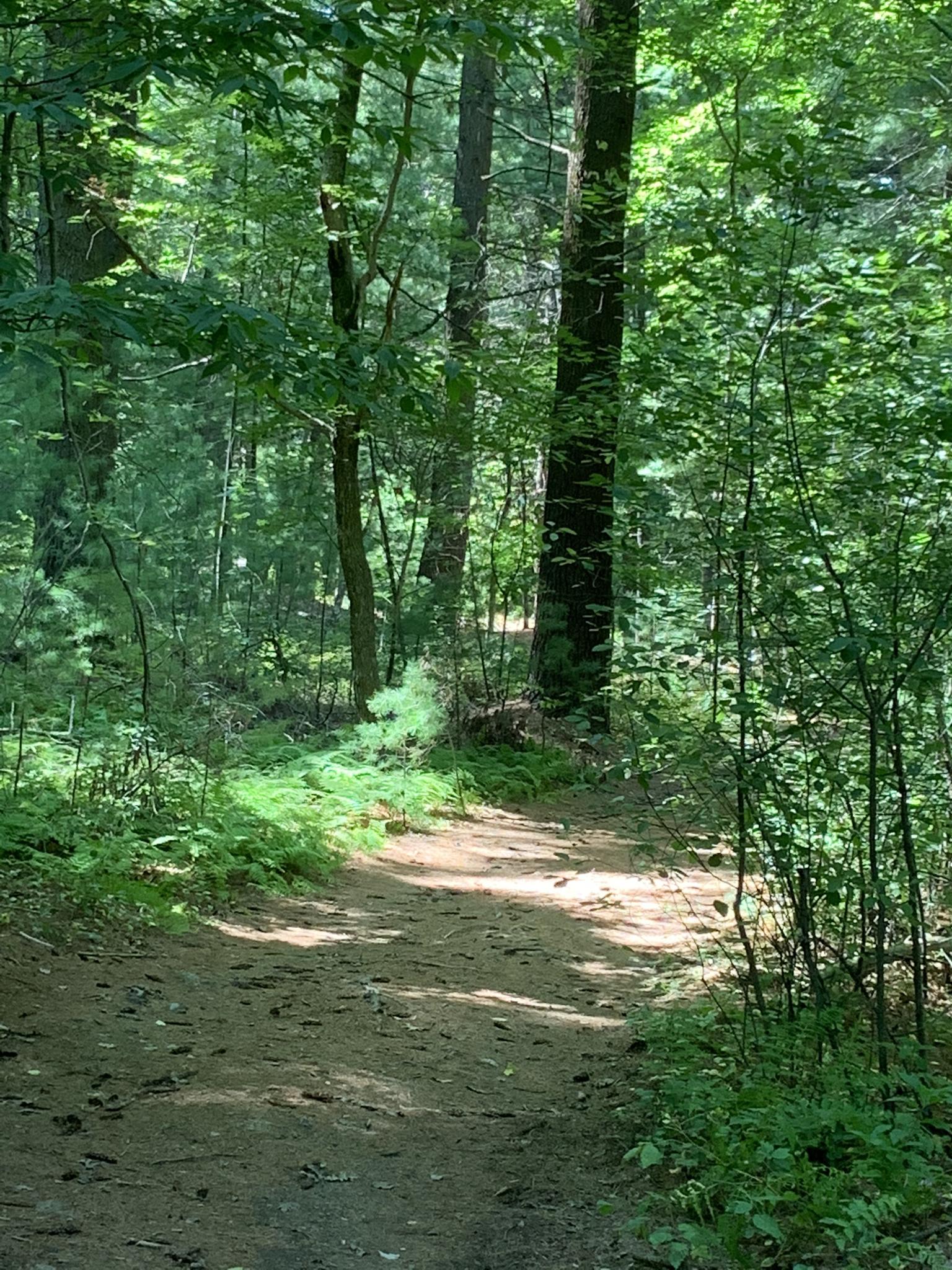 A sun-dappled dirt path through a dense, green forest on a bright day.