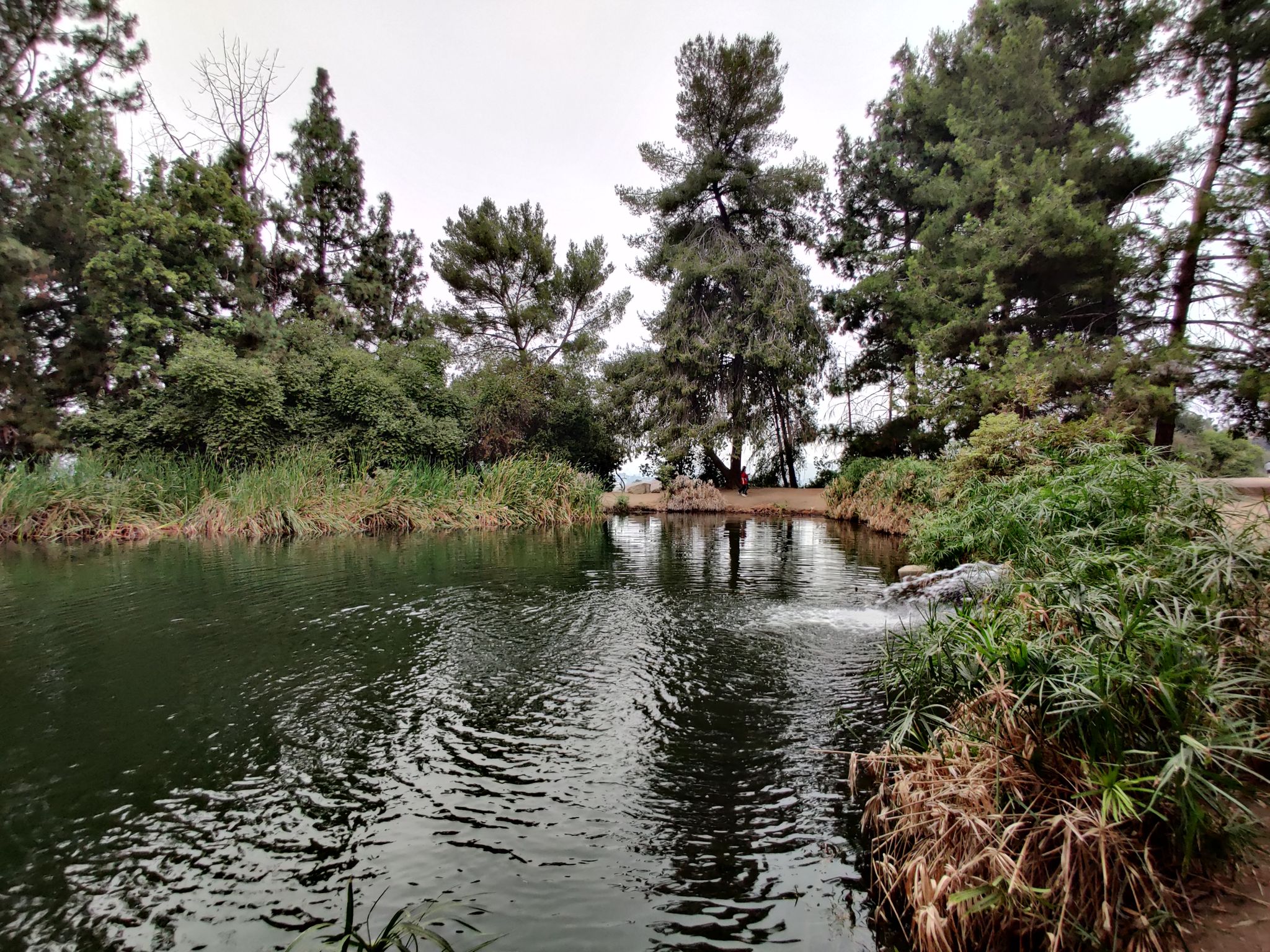 Dark pond with ripples surrounded by dense trees and green reeds. - Ernest E. Debs Regional Park Loop
