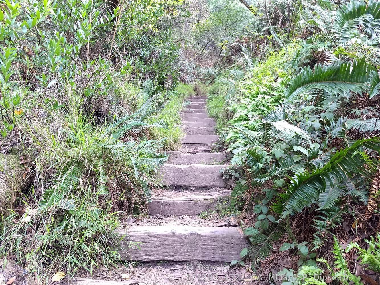 Wooden steps ascending a lush, green, fern-covered forest path.
