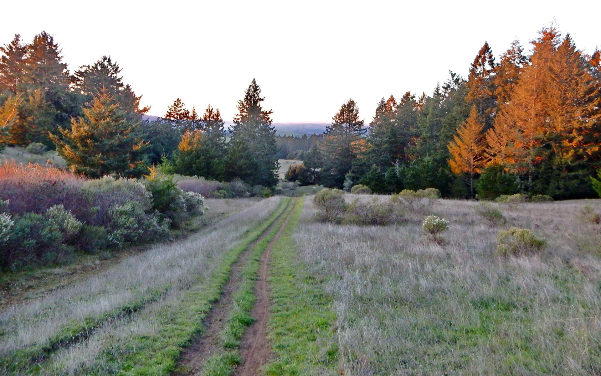 Dirt road through a grassy field with pine trees under soft evening light.