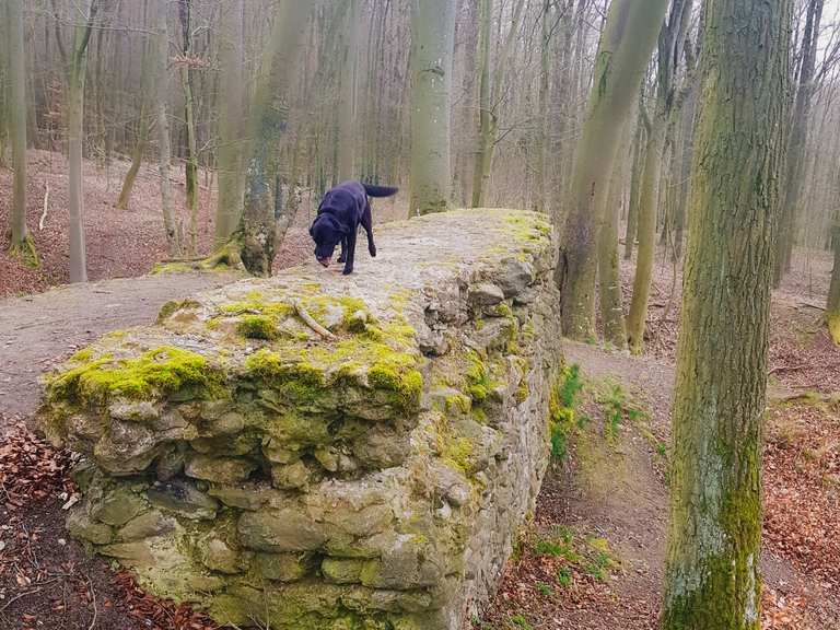 Ruine Altschauerberg Emskirchen Neustadt An Der Aisch Bad Windsheim Hiking Tips Photos Komoot
