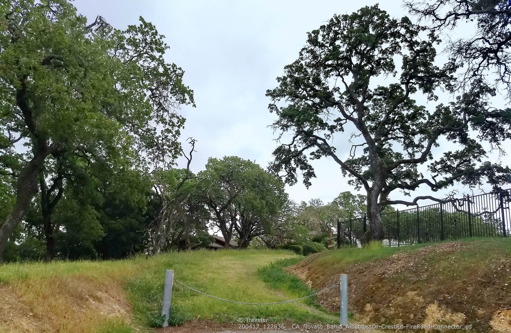 A grassy path leads between large, gnarled oak trees under an overcast sky.