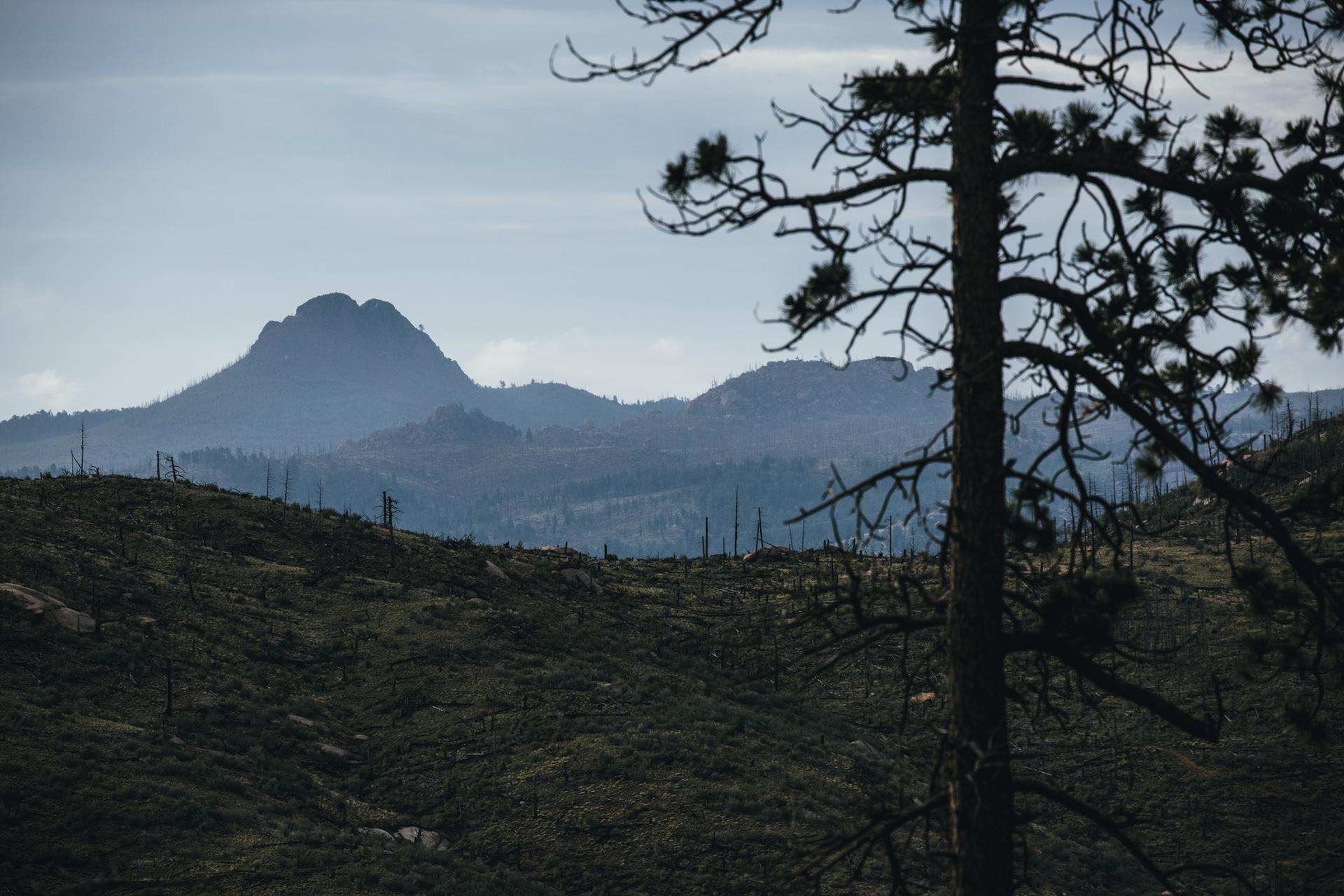 Silhouetted tree frames a dark, hilly landscape with distant mountains under an overcast sky.