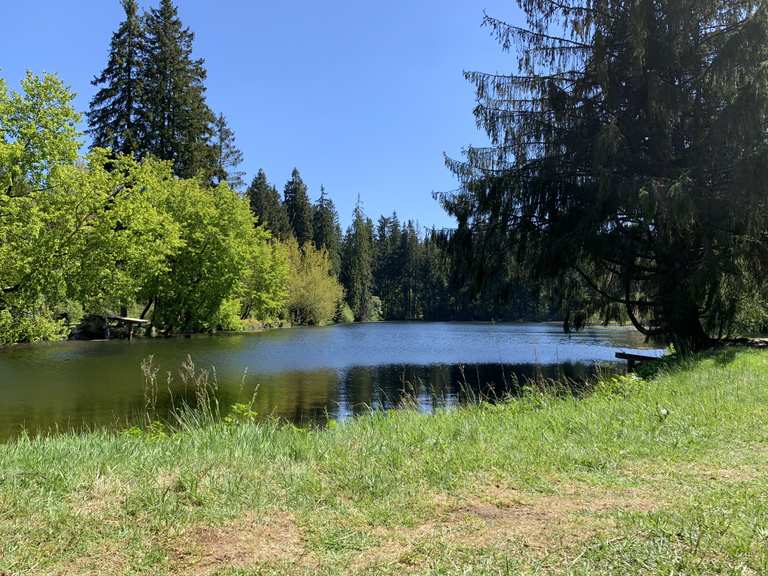 Ochsenbacher Teich MountainbikeTouren und Trails komoot