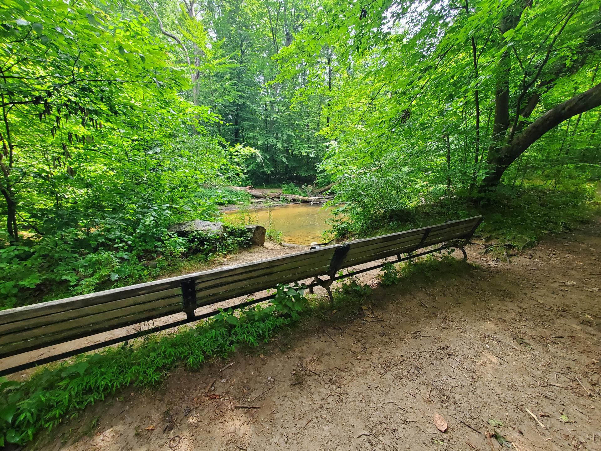 Wooden bench on a dirt path overlooking a pond in a lush green forest.