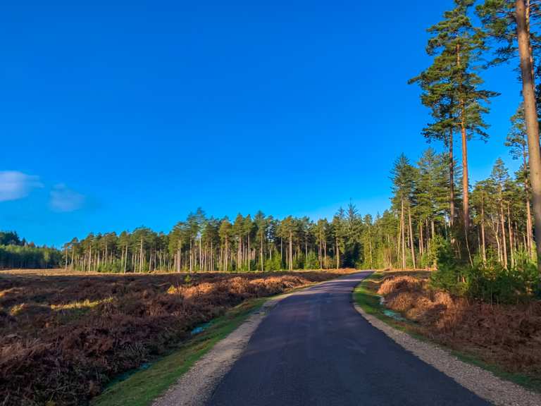 Pine tree lined roads slight climb to the deer look out Road Cycle ...