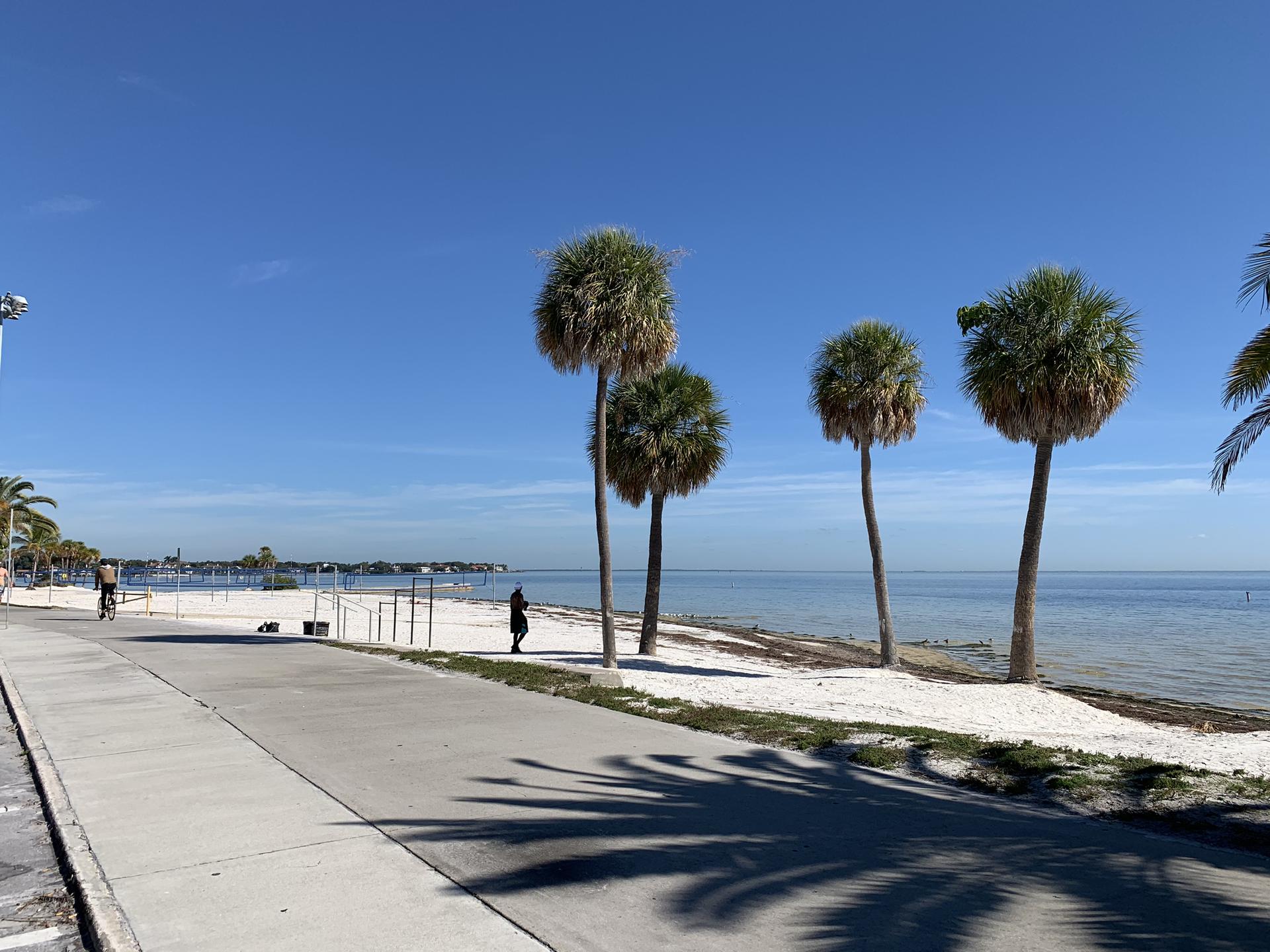 Sunny beach with palm trees, calm ocean, and people walking and scooting.