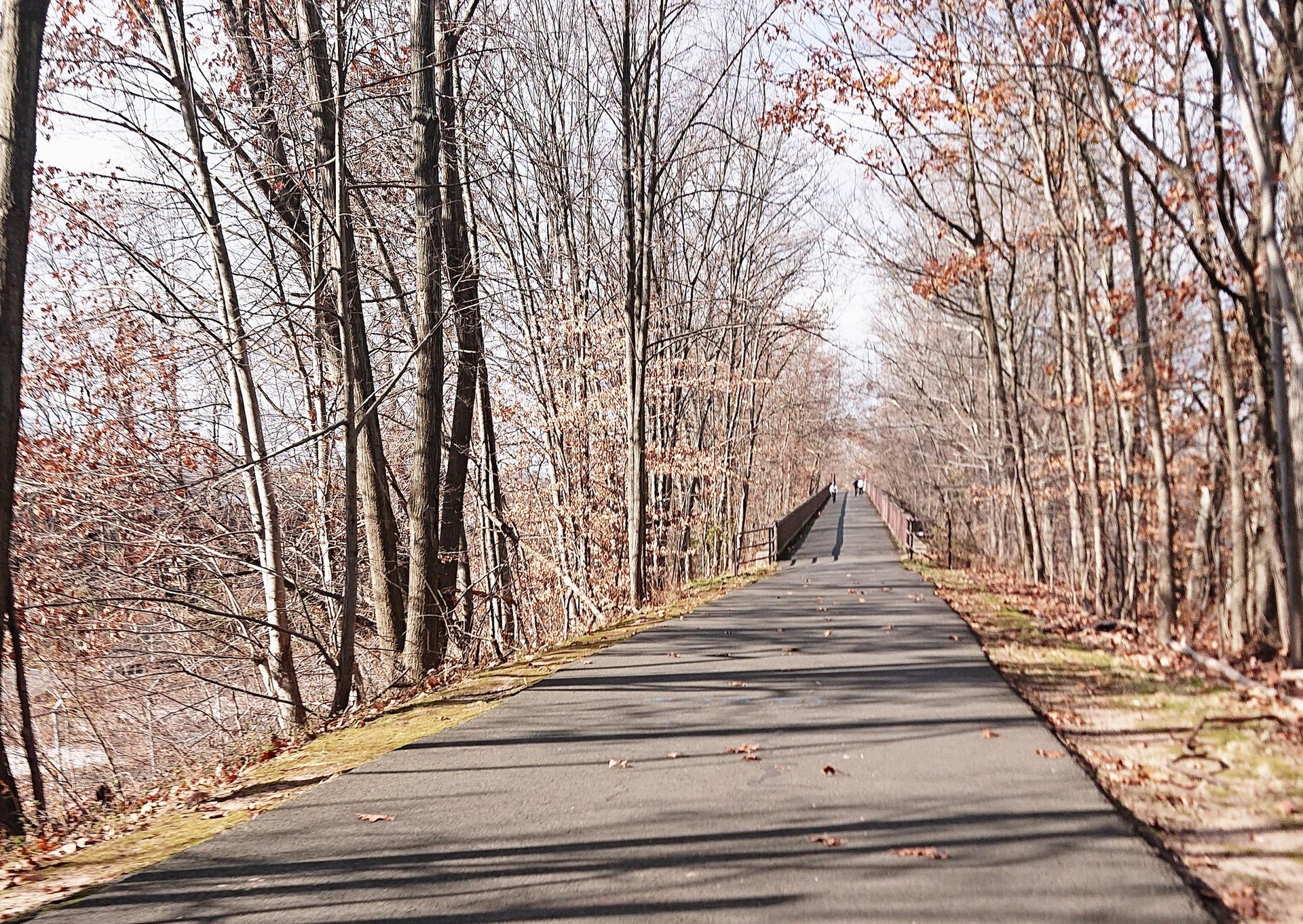 Paved path through a forest of bare trees on a sunny day.