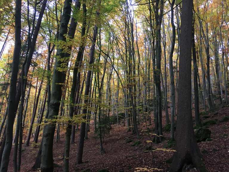 Kletterwald Veilbronn: Wanderungen und Rundwege | komoot