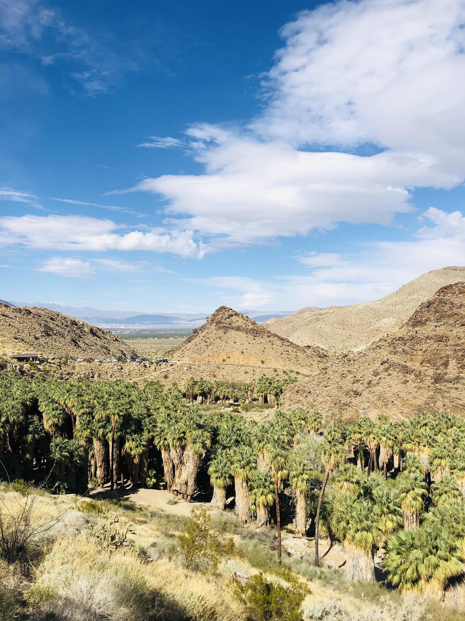 A lush palm oasis nestled in a desert valley under a blue sky.