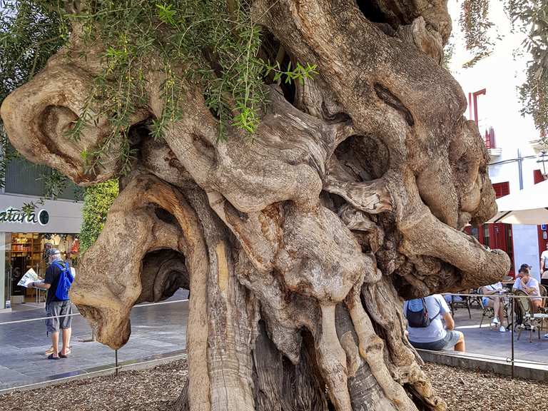 heckenpflanzen thuja Thuja Smaragd kaufen main image 1