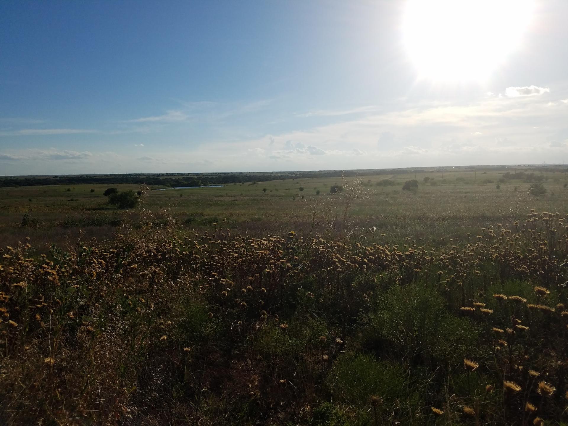Expansive, sunny field of dry, brown plants under a bright blue sky.