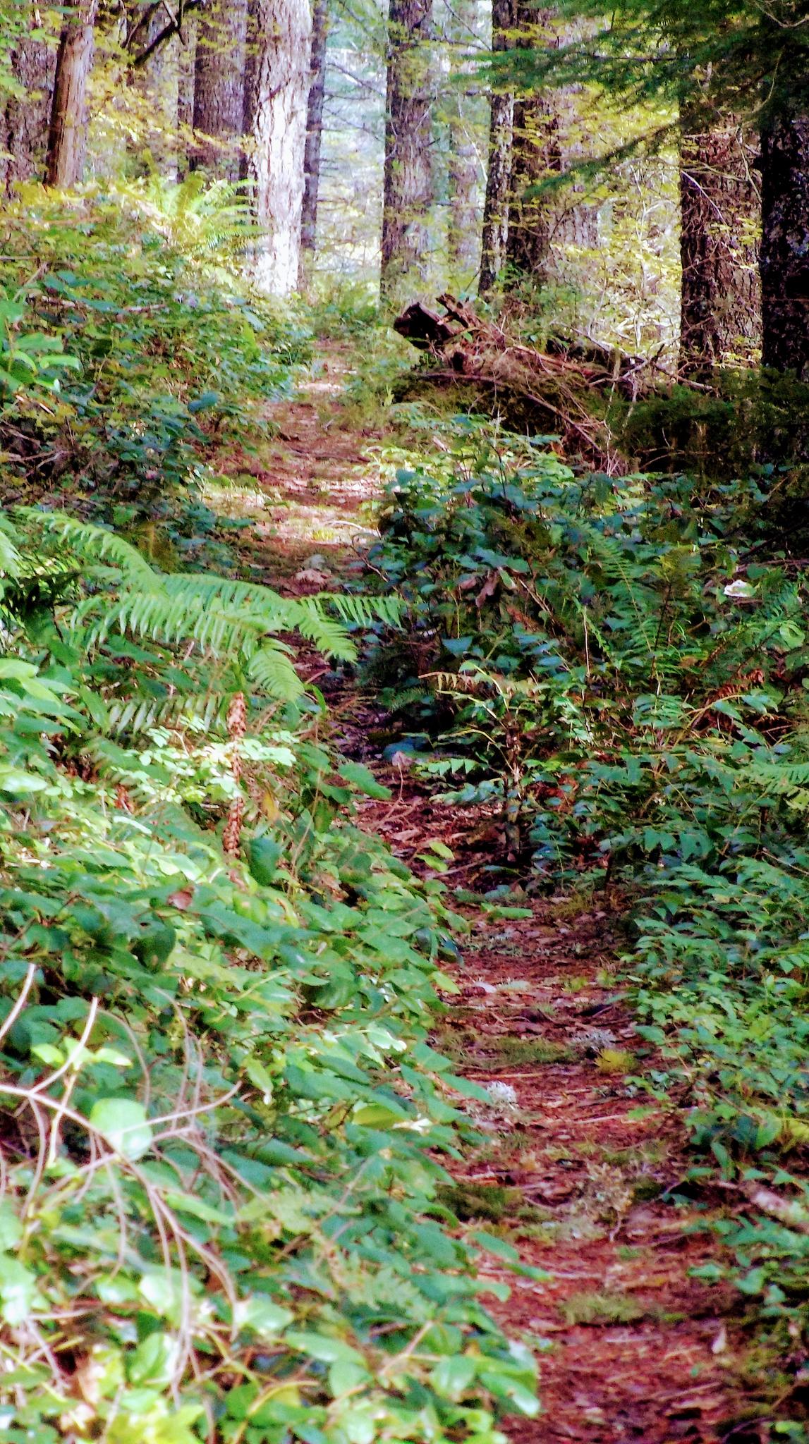 A narrow, winding dirt path through a lush, green forest with ferns.