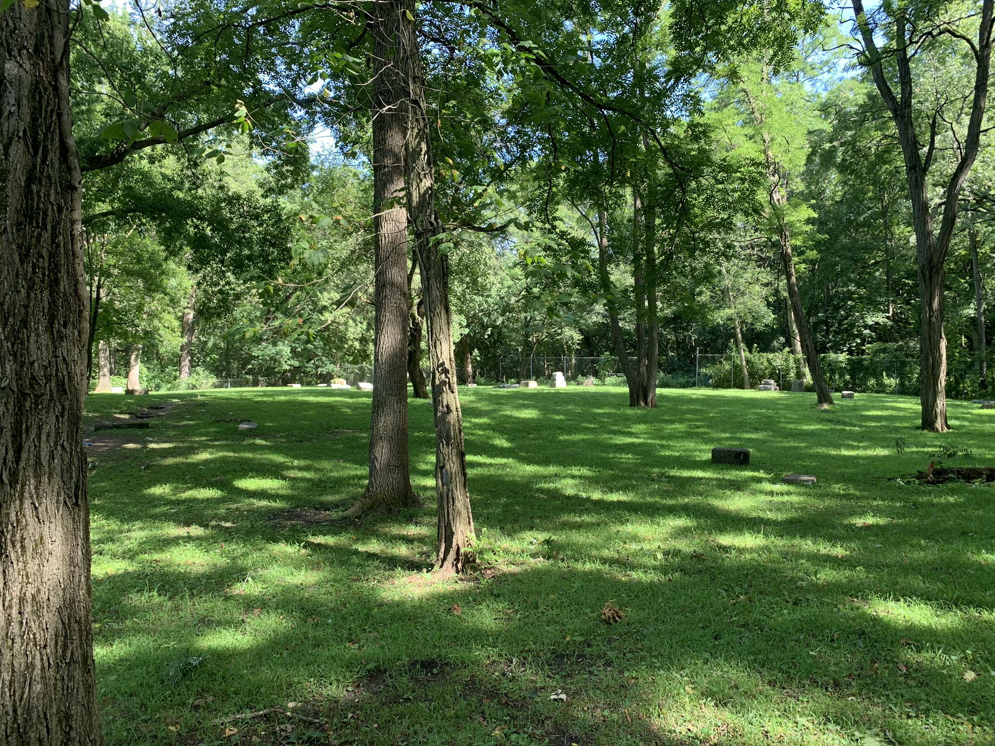 Sunny grassy clearing surrounded by trees with dappled light.