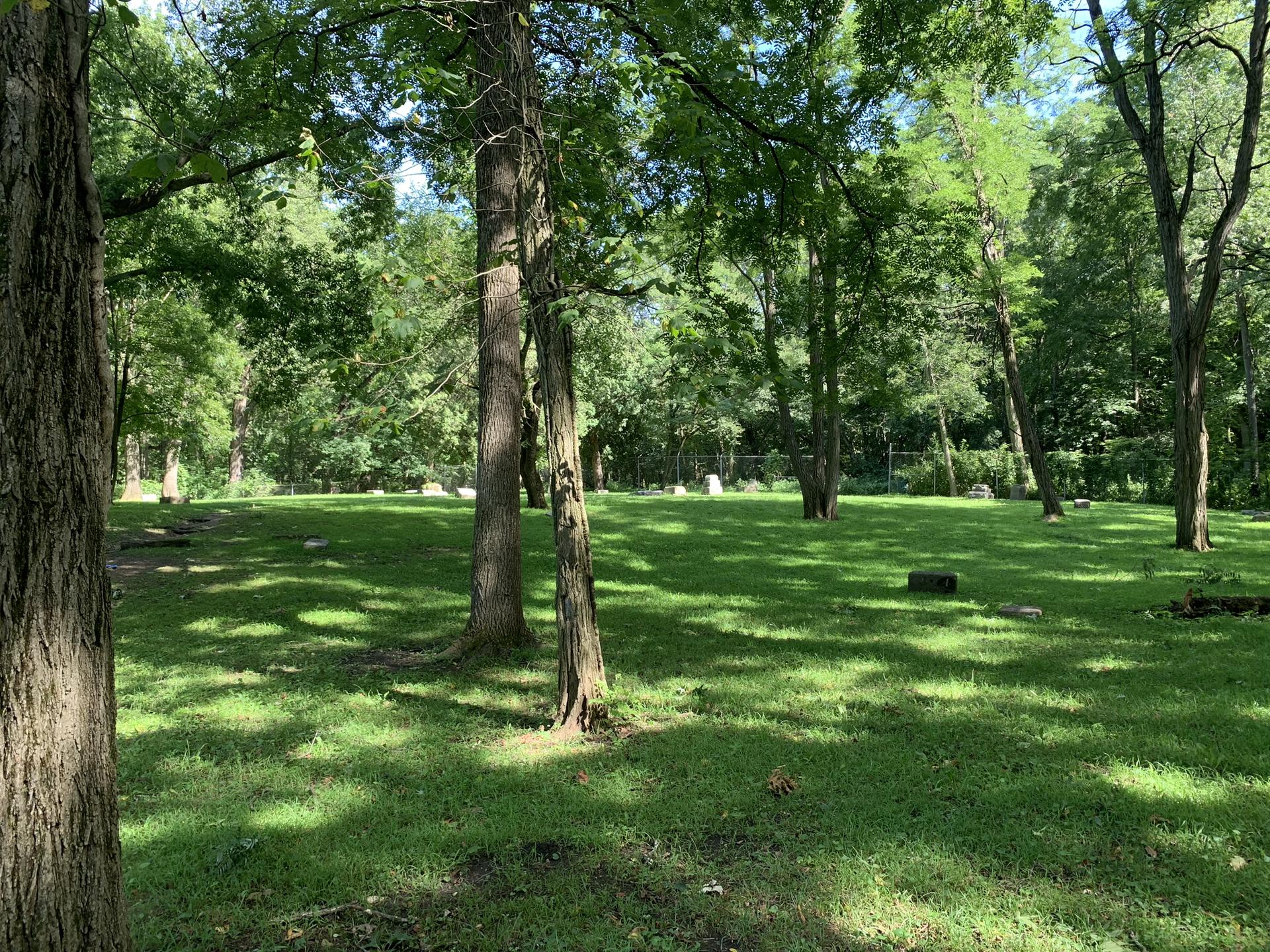 Sunny grassy clearing surrounded by trees with dappled light.