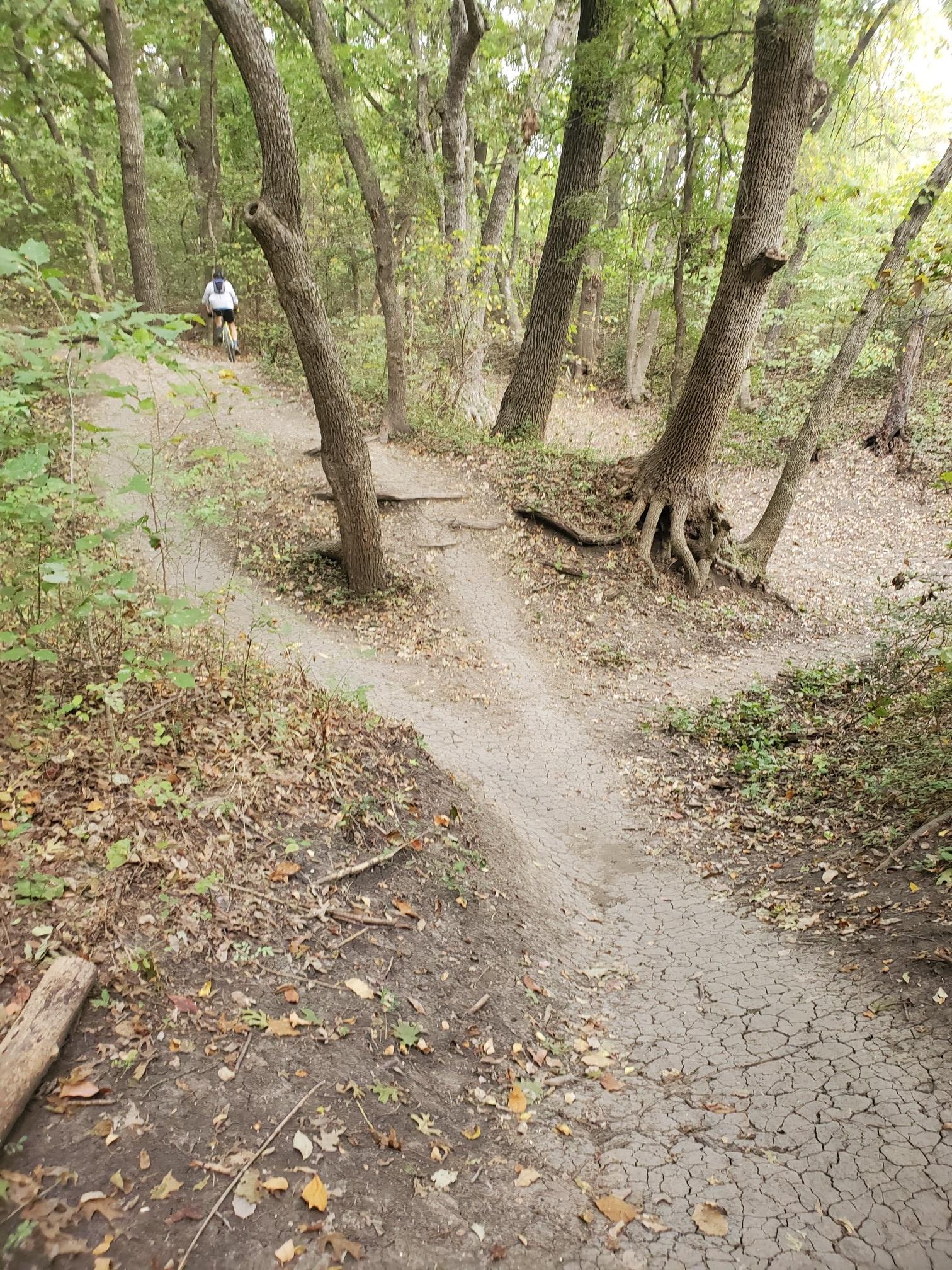 Forking dirt trail in a forest with a distant person on a bike.