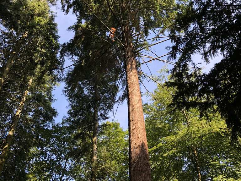 Niester Riesen Wanderungen und Rundwege komoot