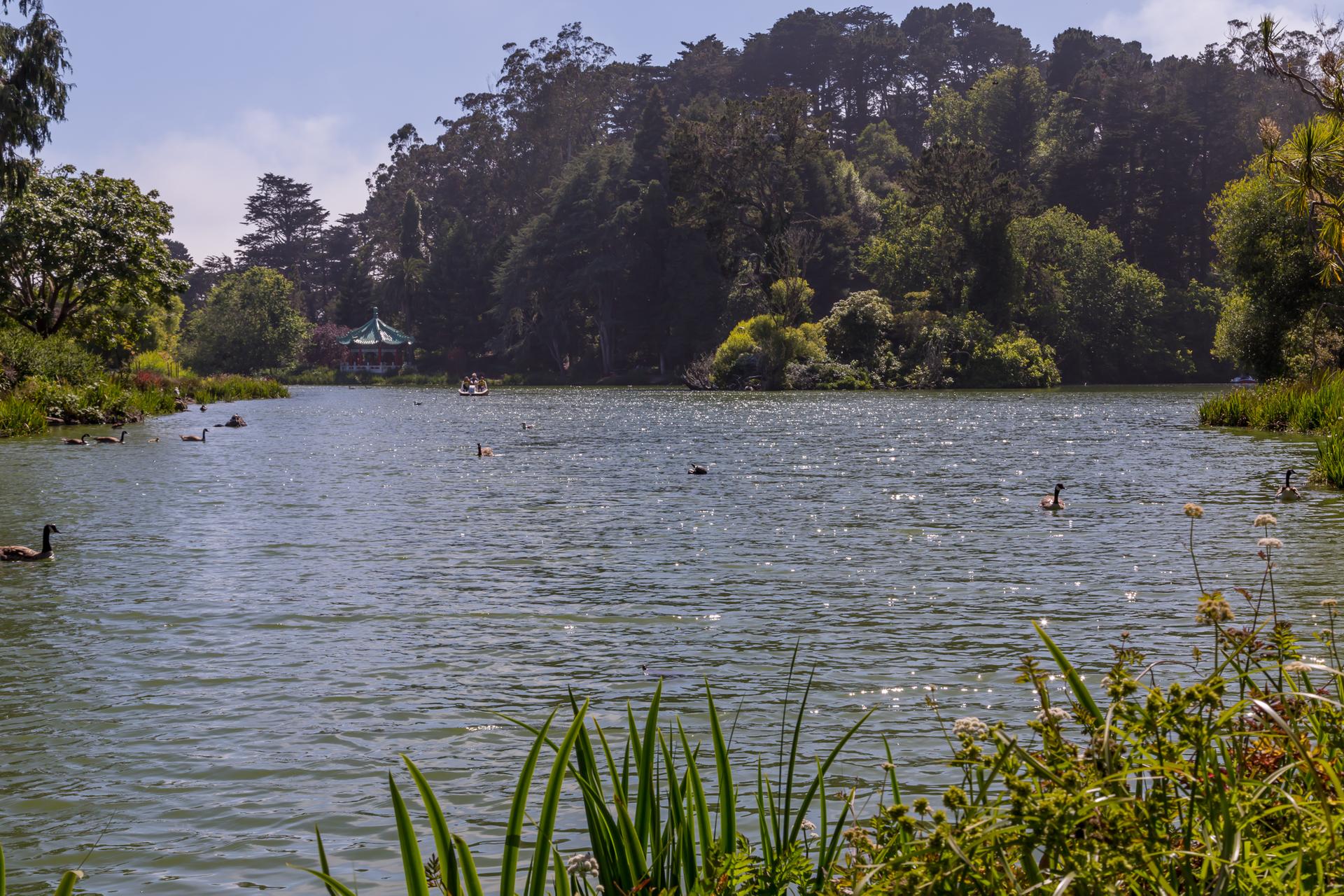 Wide lake with ducks, surrounded by dense green trees under a bright sky.