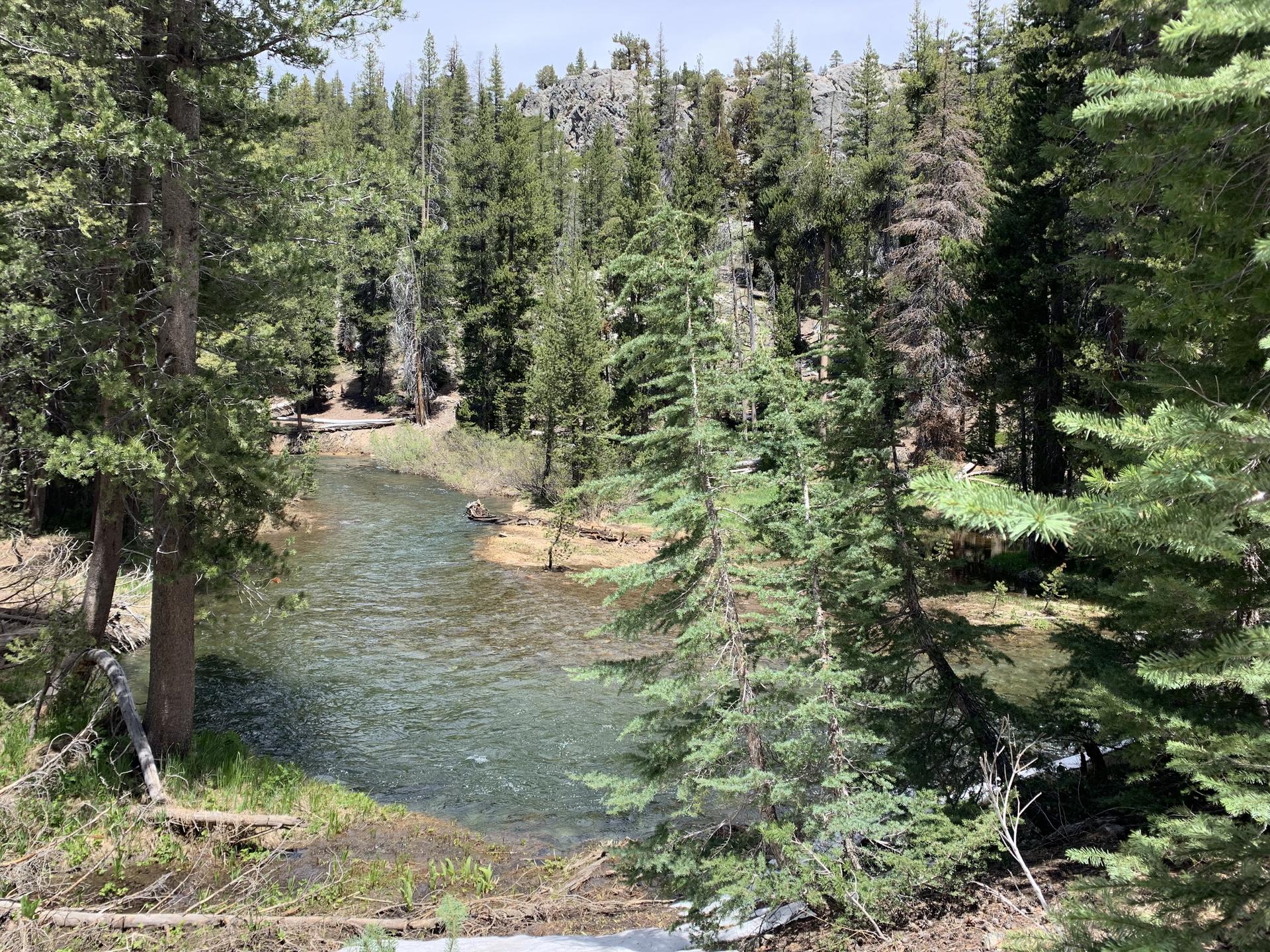 A calm river winds through a dense pine forest on a sunny day.