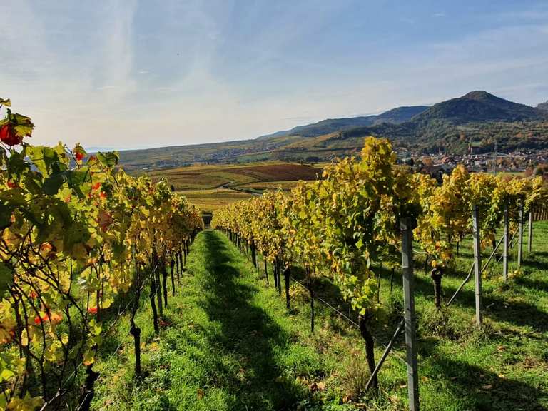 Teufelsberg TrifelsblickHütte Runde von Albersweiler (Pfalz