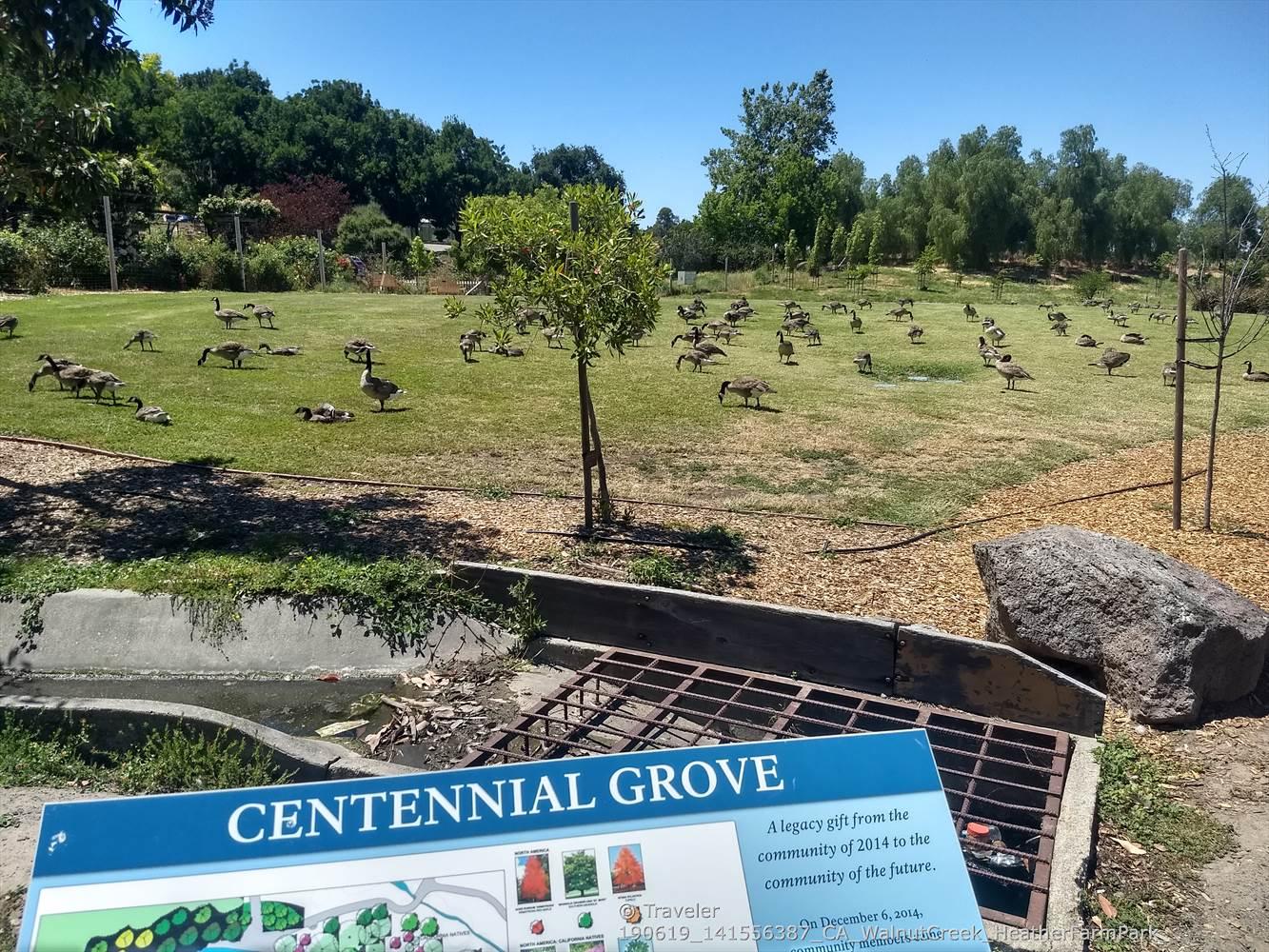 A grassy field with many geese grazing, a sign in the foreground, sunny day.