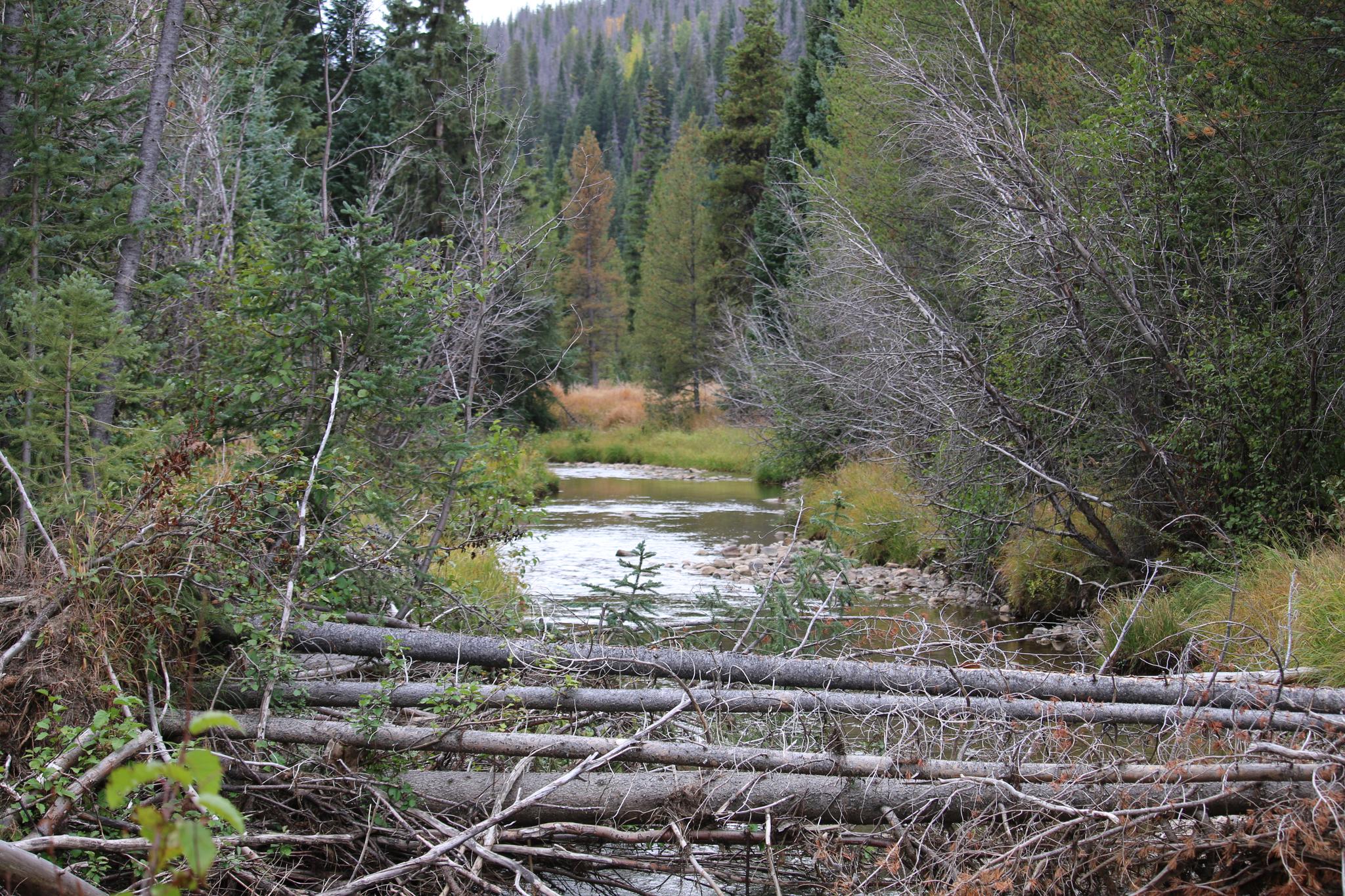A stream flows through a dense forest with many fallen logs.