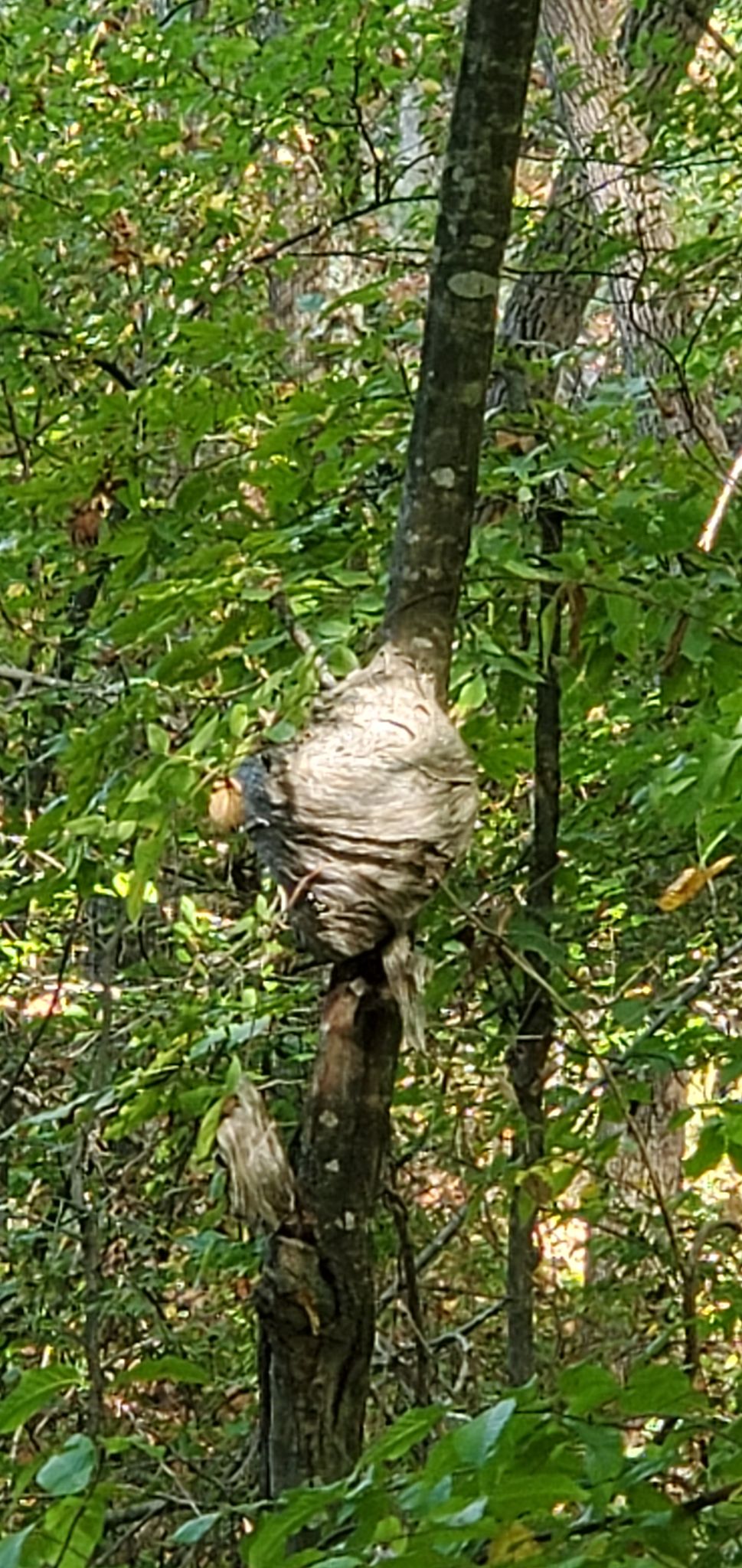 A large grey nest attached to a tree trunk amidst green foliage. - View of Suwanee Creek – Suwanee loop from Suwanee