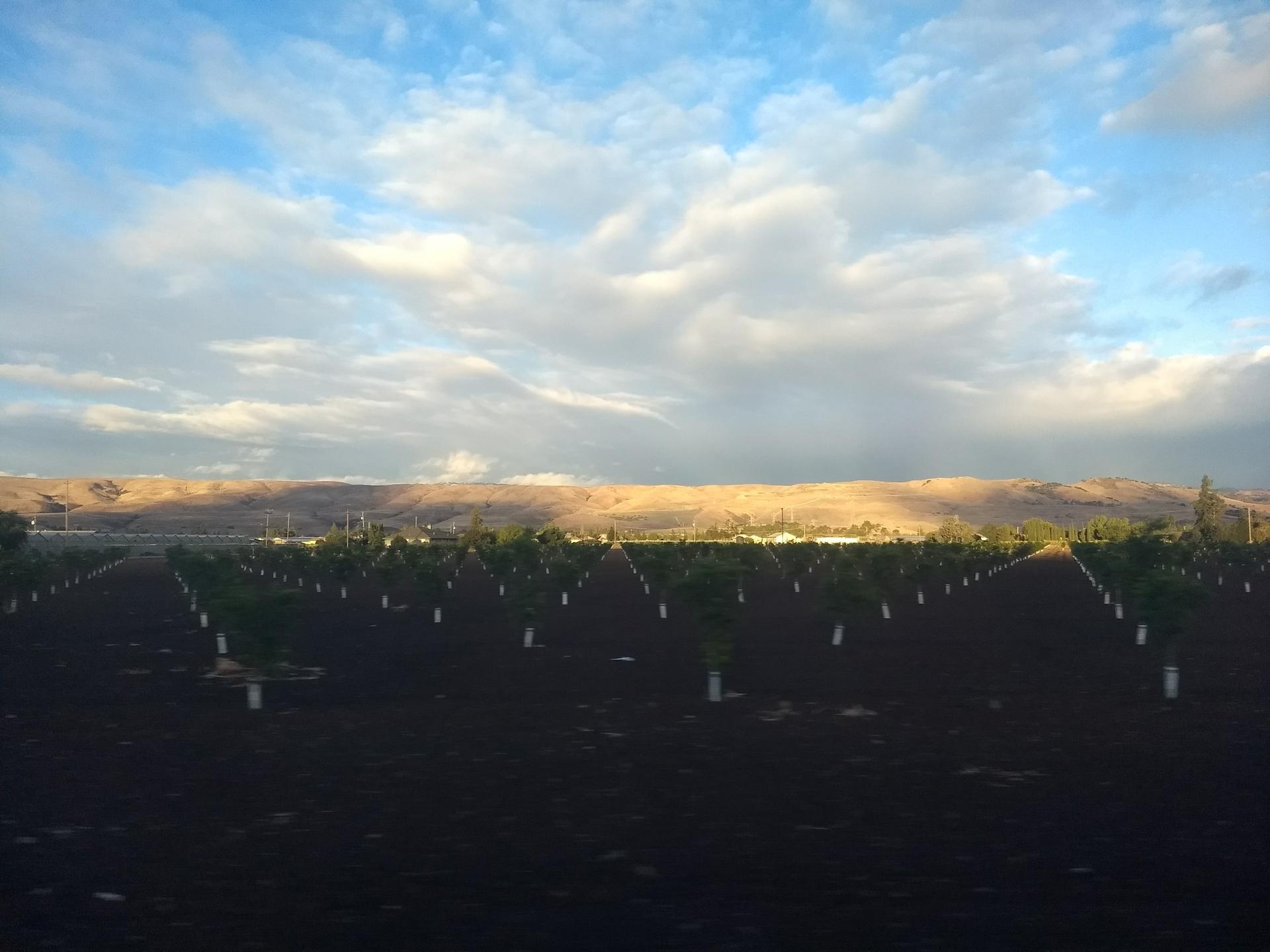 Rows of young trees in a field under a dramatic cloudy sky.