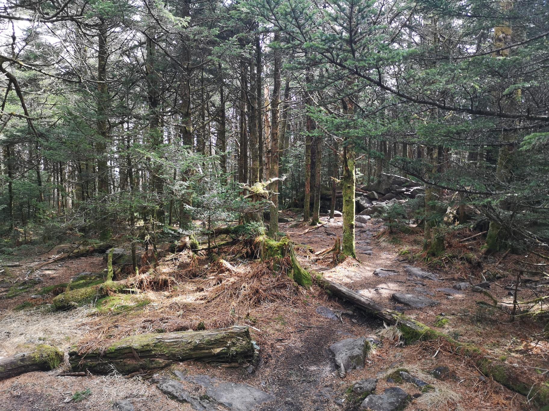A sun-dappled forest path with tall trees and rocky ground.