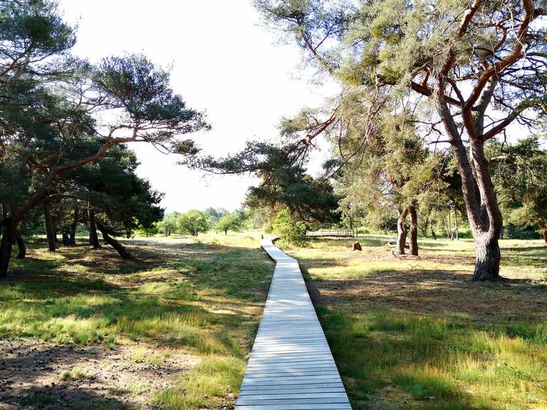 Schwanheimer Düne: Wanderungen und Rundwege | komoot