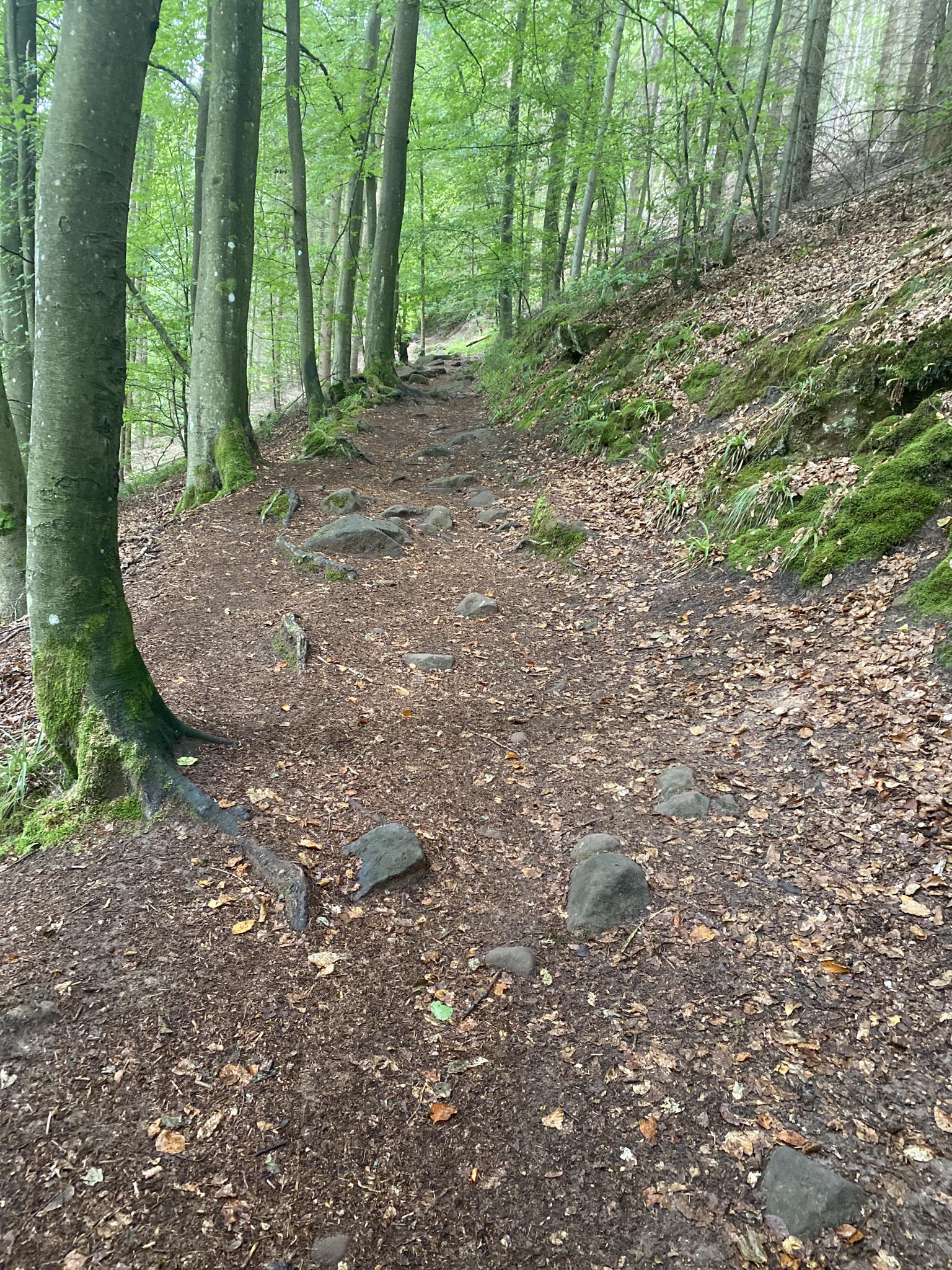 Rundwanderweg Drachenfels: Wanderungen Und Rundwege | Komoot