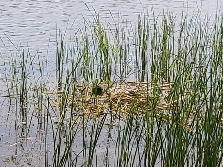 Satower See Radtouren und Radwege komoot