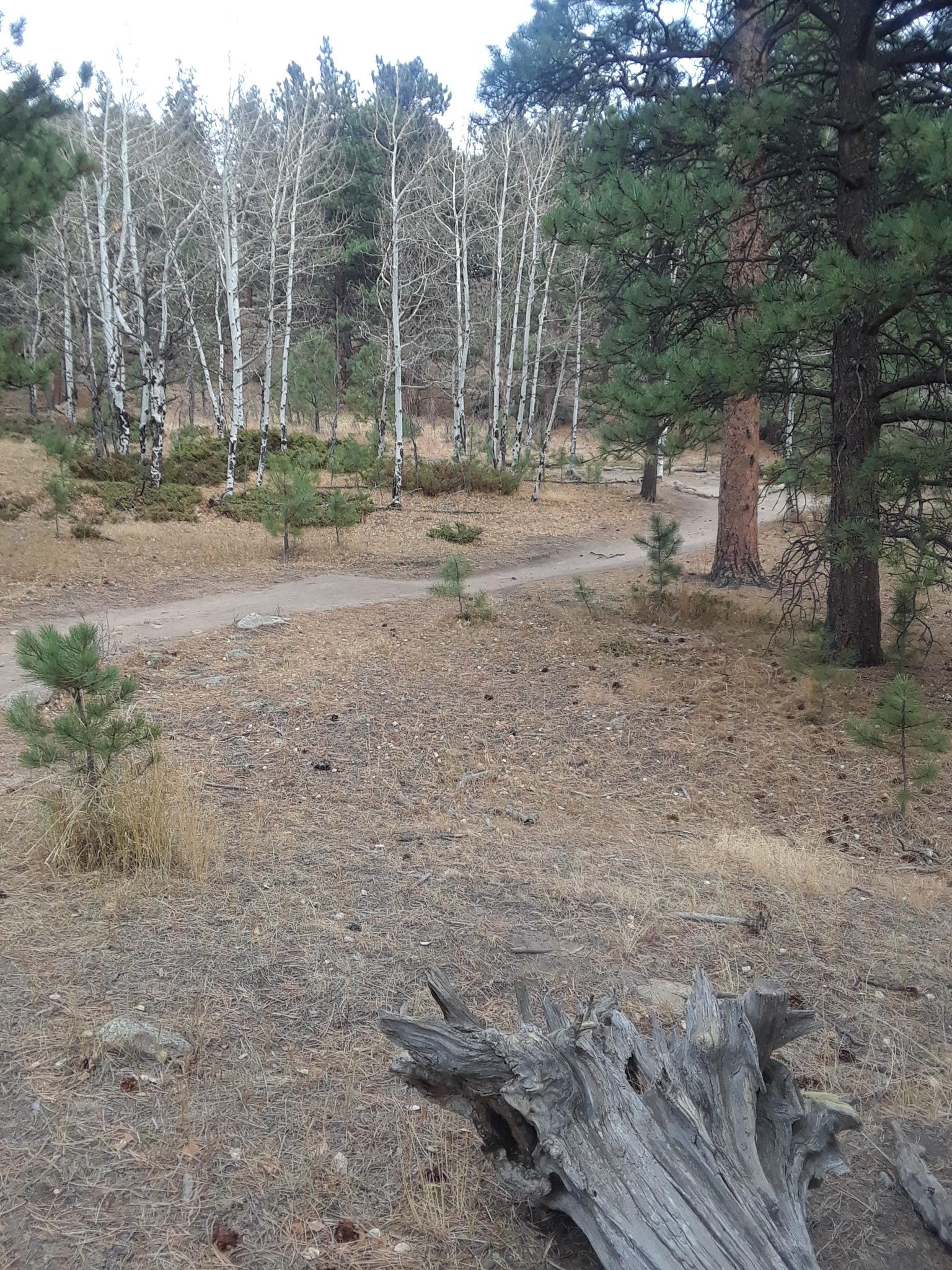 A dirt path winds through a forest with pine and bare aspen trees under overcast skies.