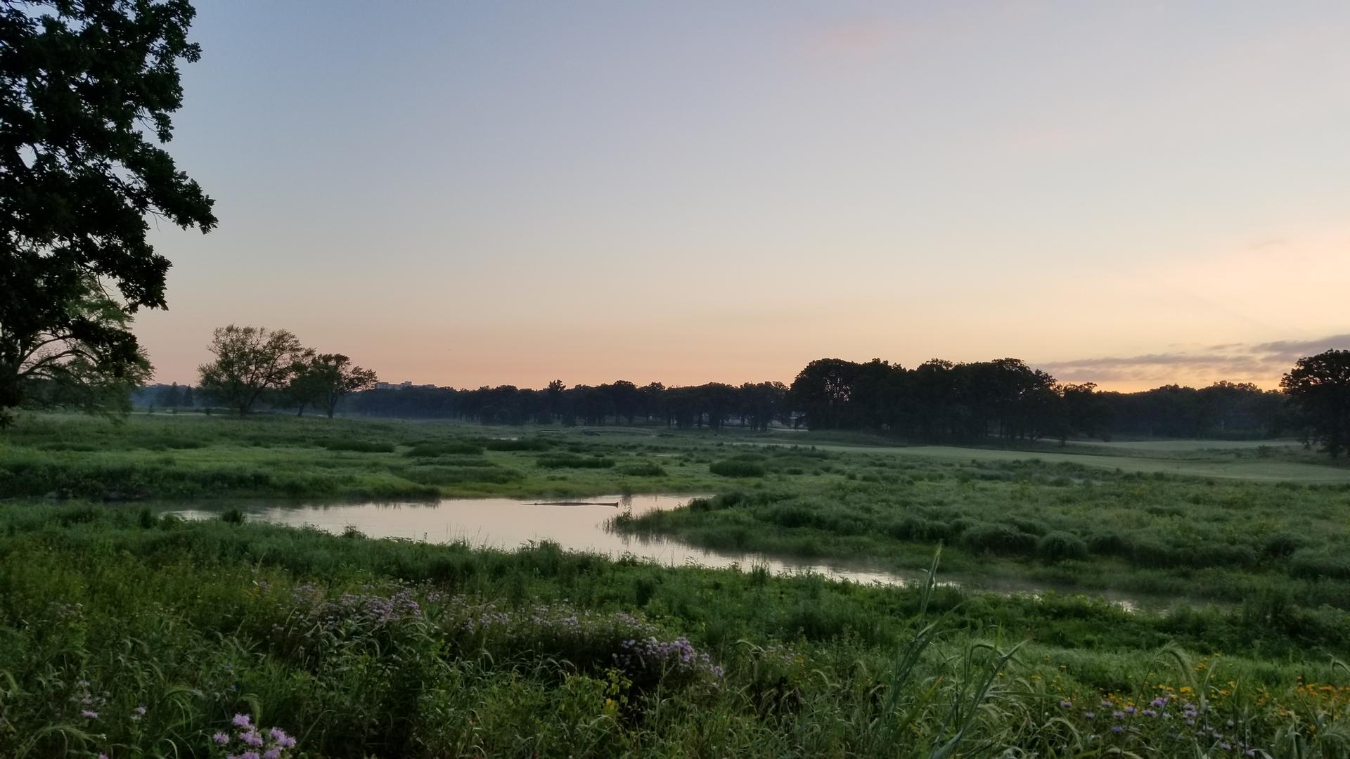 Misty wetland with a small pond and distant trees at dawn.