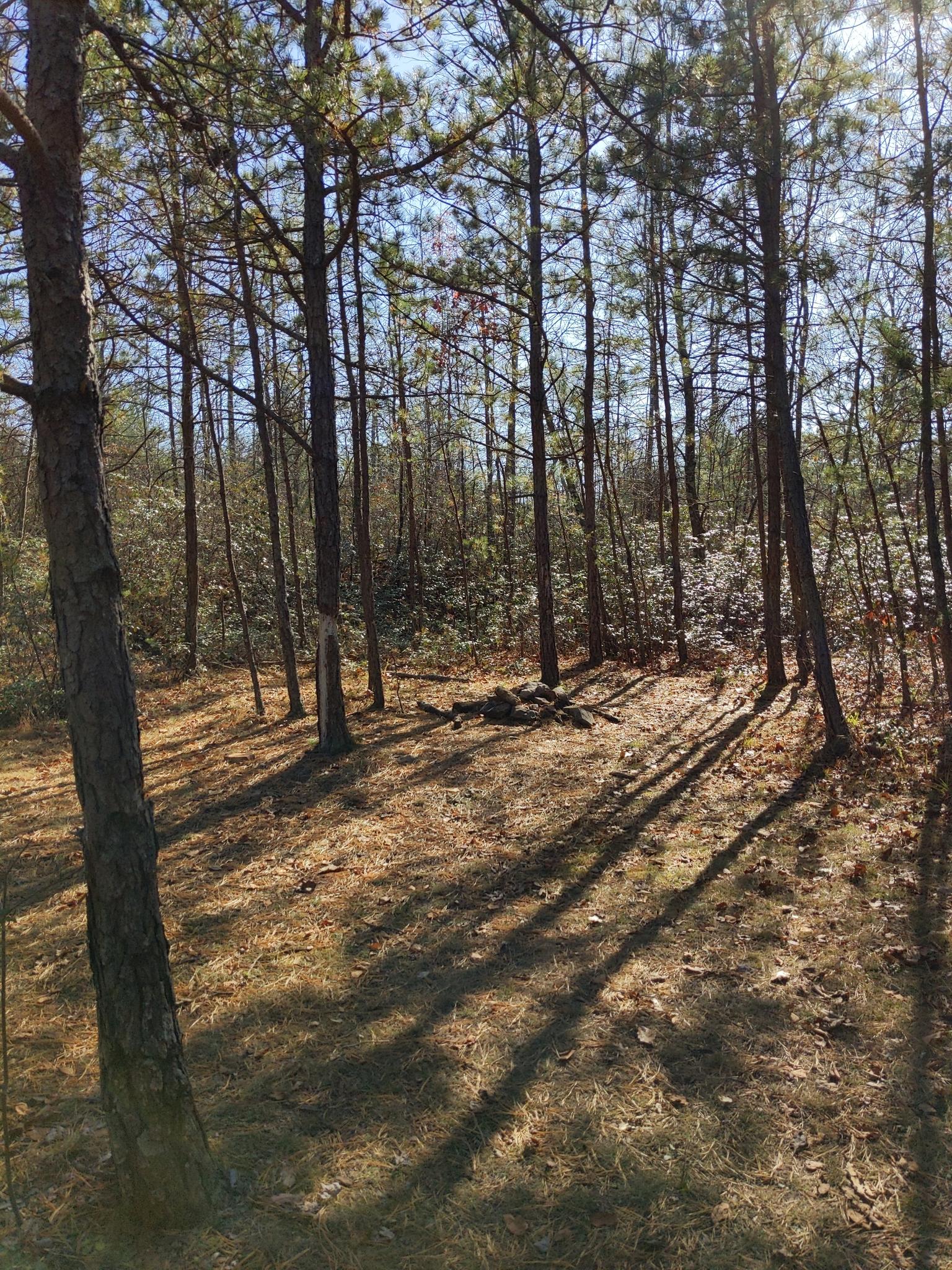 Sunny forest with tall trees casting long shadows on the dry ground.