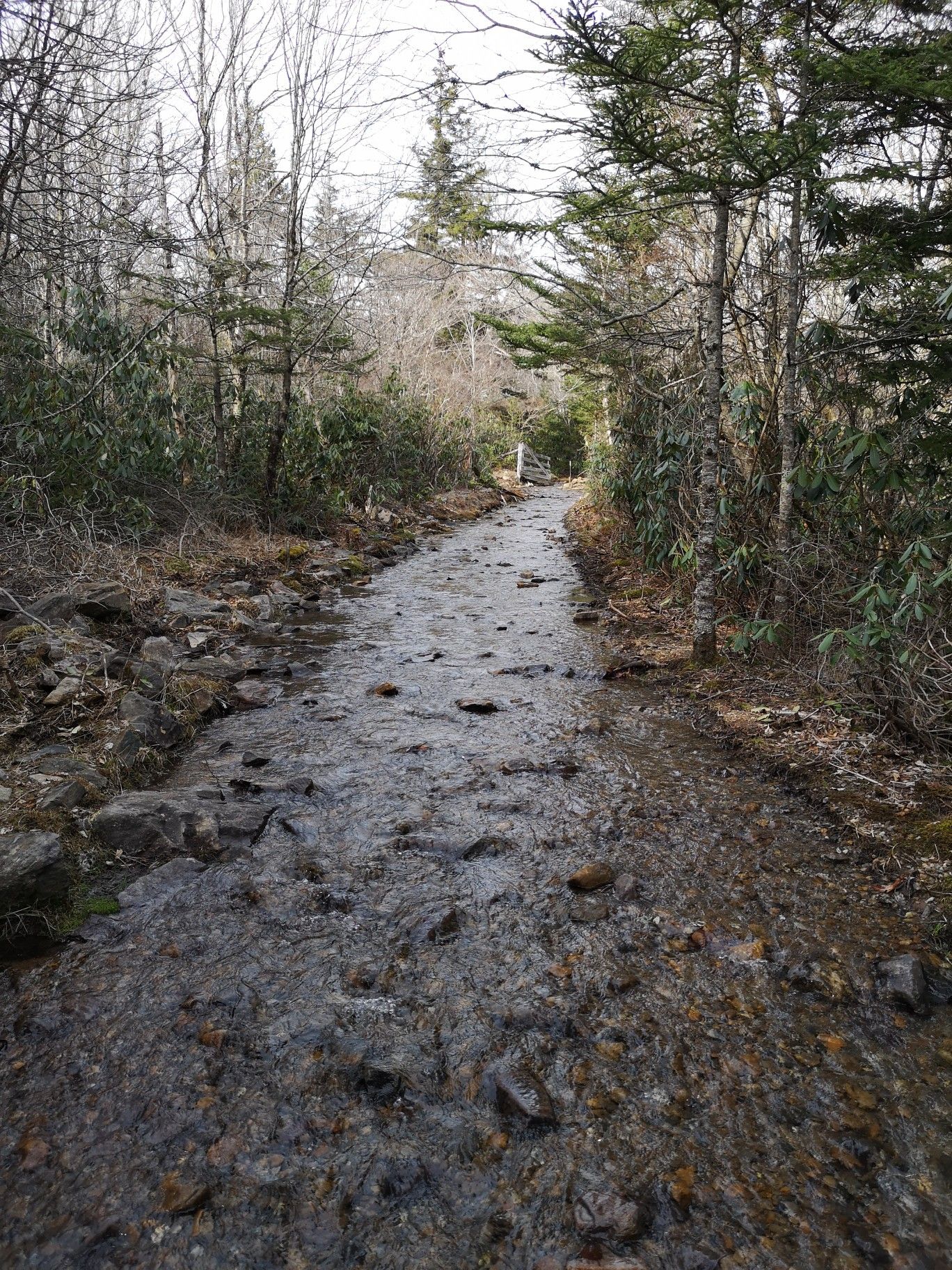 A rocky stream flows through a dense, bare forest under an overcast sky. - Pine Mountain and Crest Trail Loop