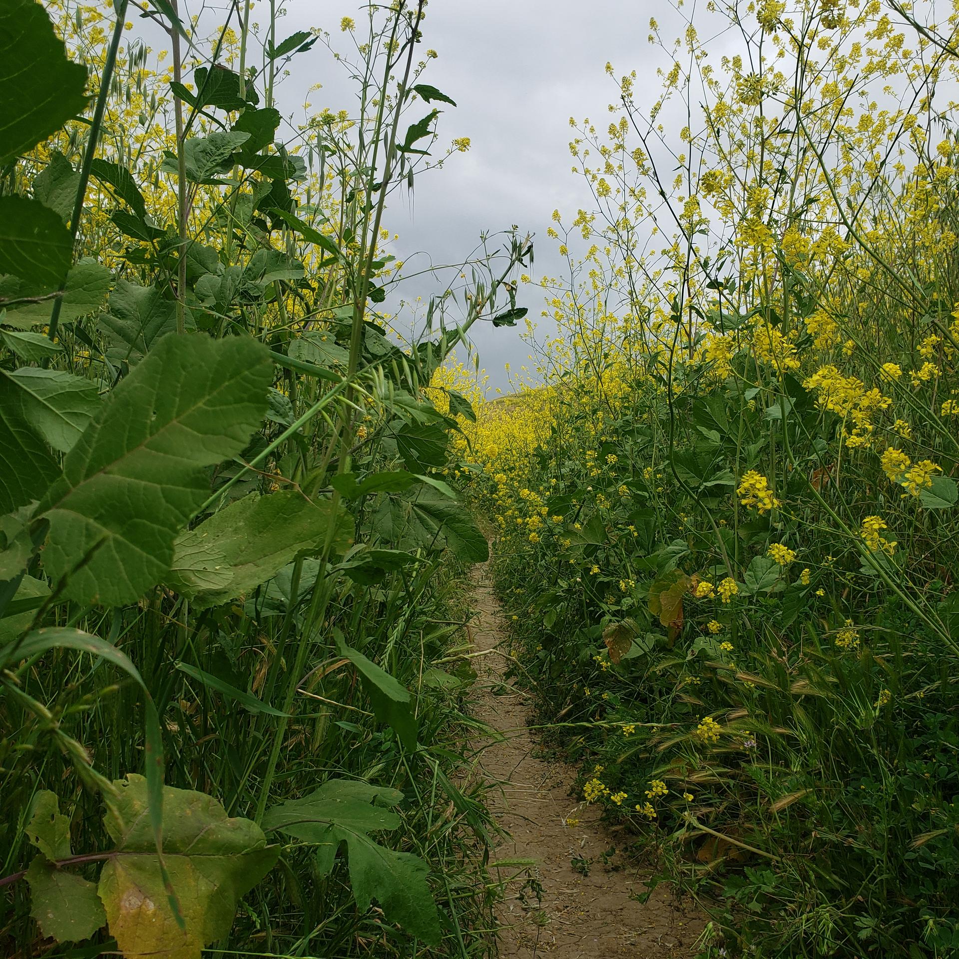 Narrow dirt path through tall yellow wildflowers under an overcast sky.
